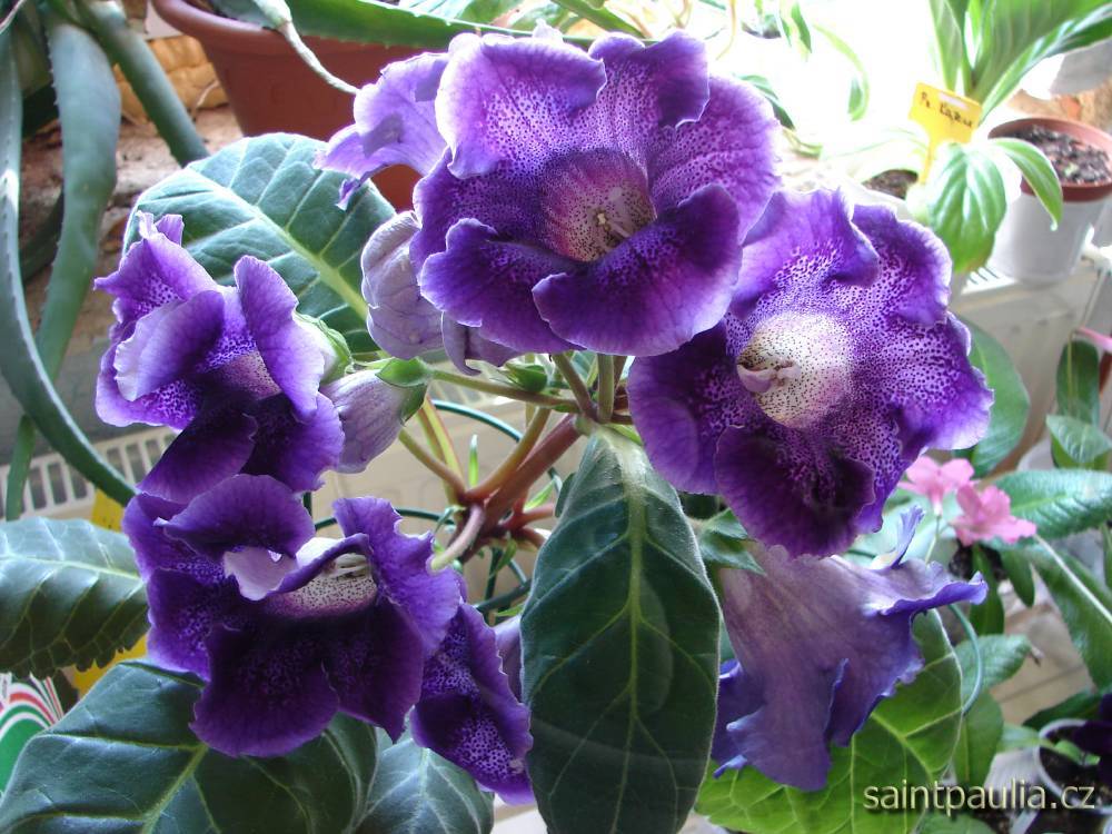 Sinningia speciosa Prince Albert