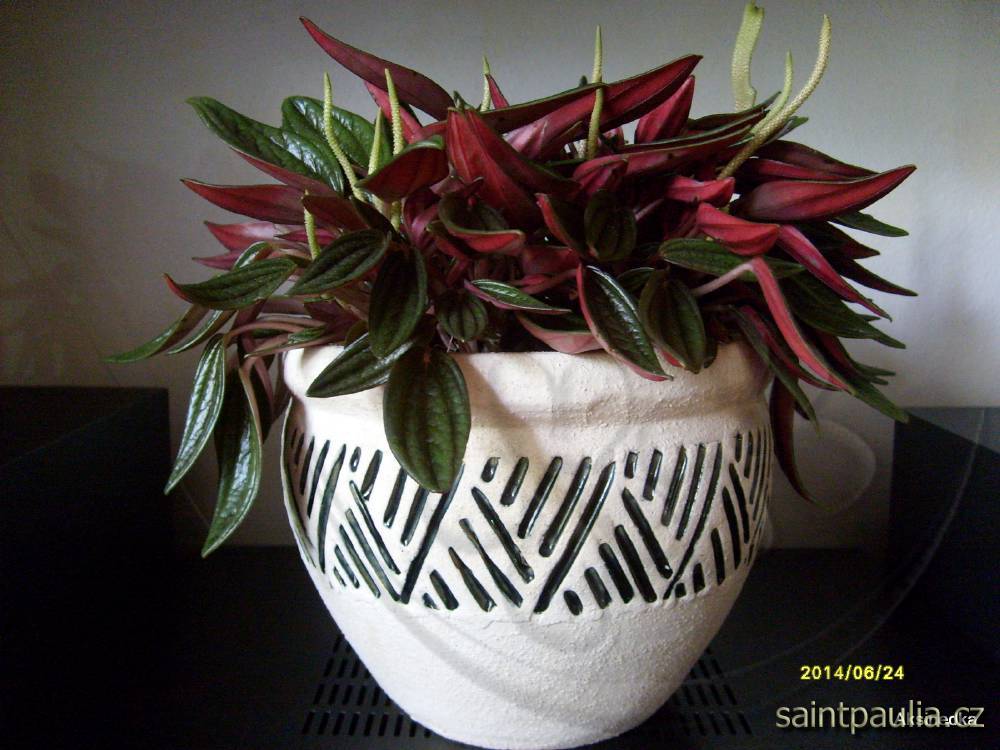 Peperomia caperata Rosso