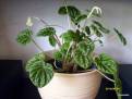 Peperomia caperata Lilian