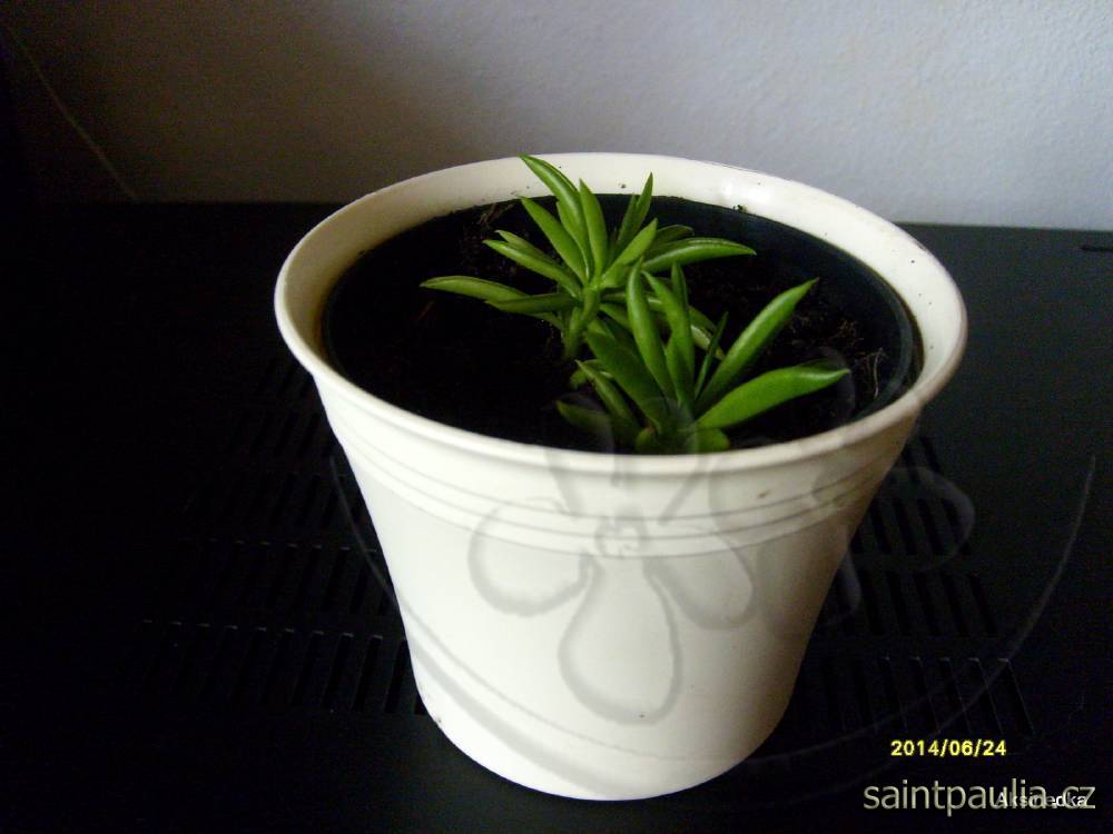Peperomia ferreyrae Happy Bean