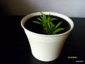 Peperomia ferreyrae Happy Bean