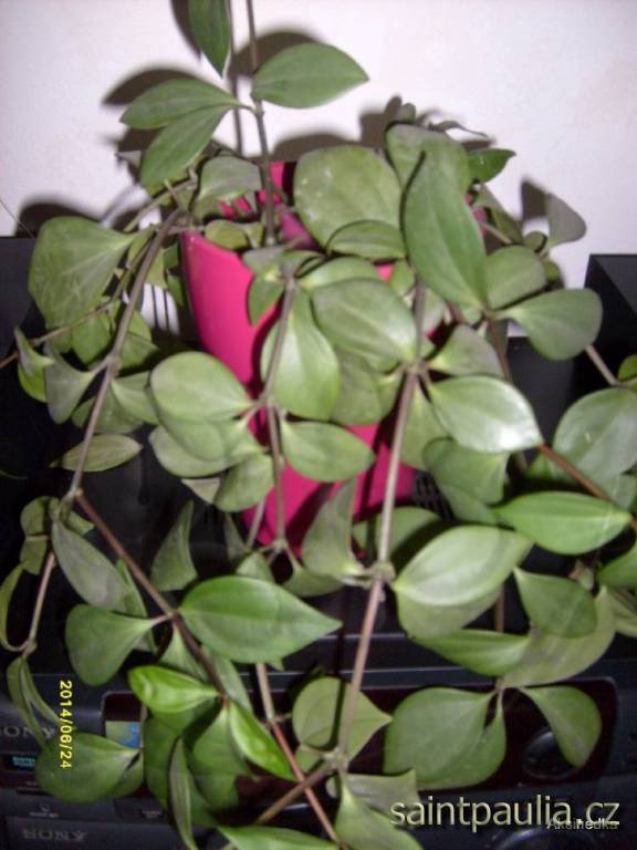 Peperomia humilis
