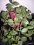 Peperomia humilis