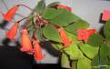 Kohleria eriantha