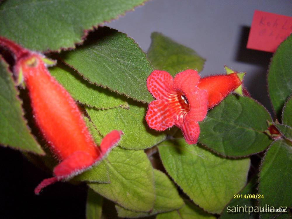 Kohleria eriantha