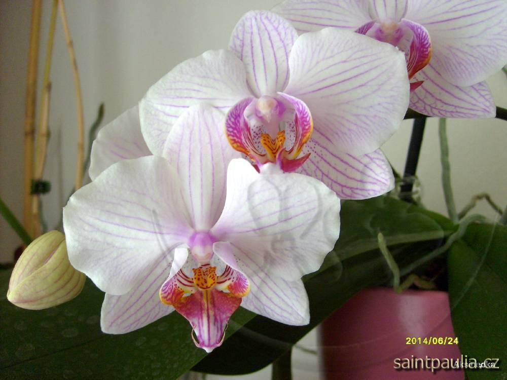 Phalaenopsis