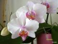 Phalaenopsis