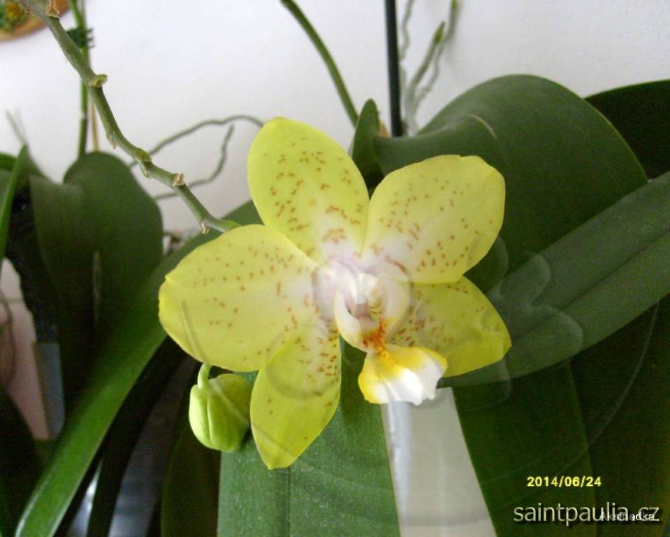 Phalaenopsis