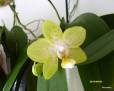 Phalaenopsis