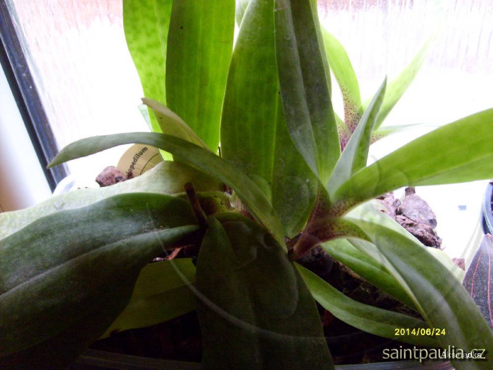 Paphiopedilum