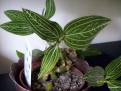Ludisia discolor Odina
