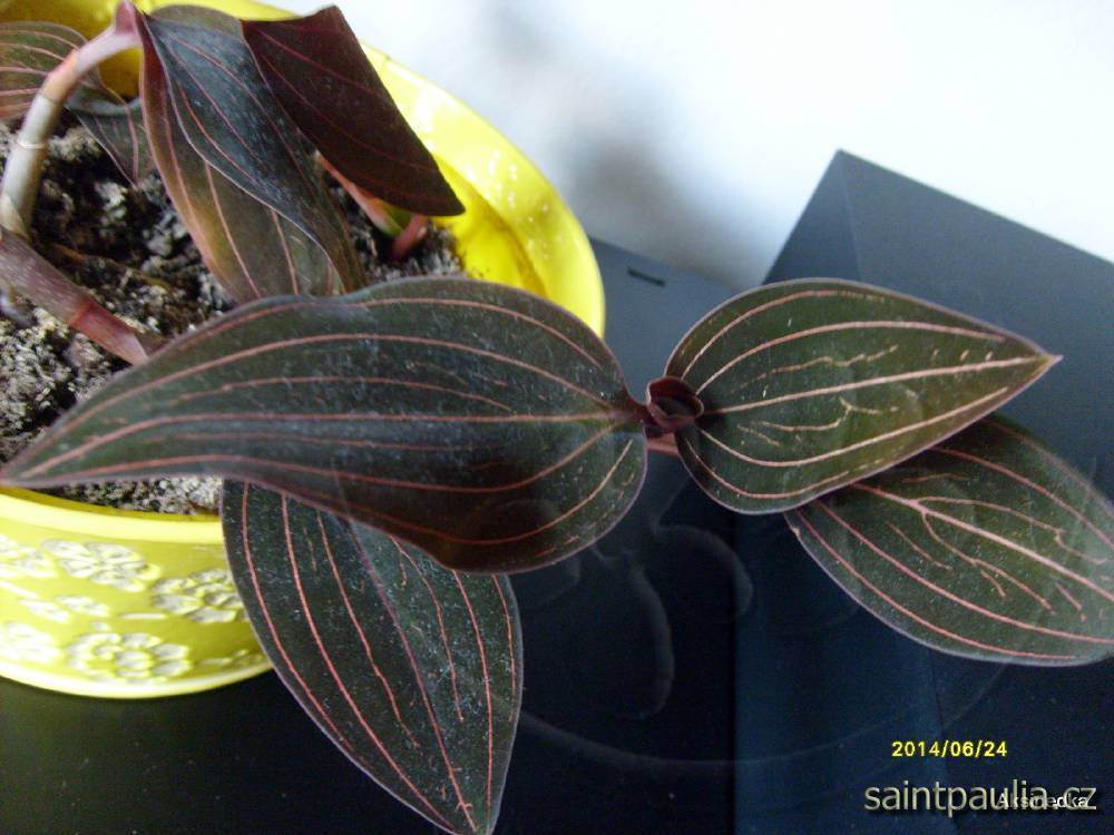Ludisia discolor Jade Velvet