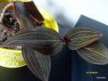 Ludisia discolor Jade Velvet
