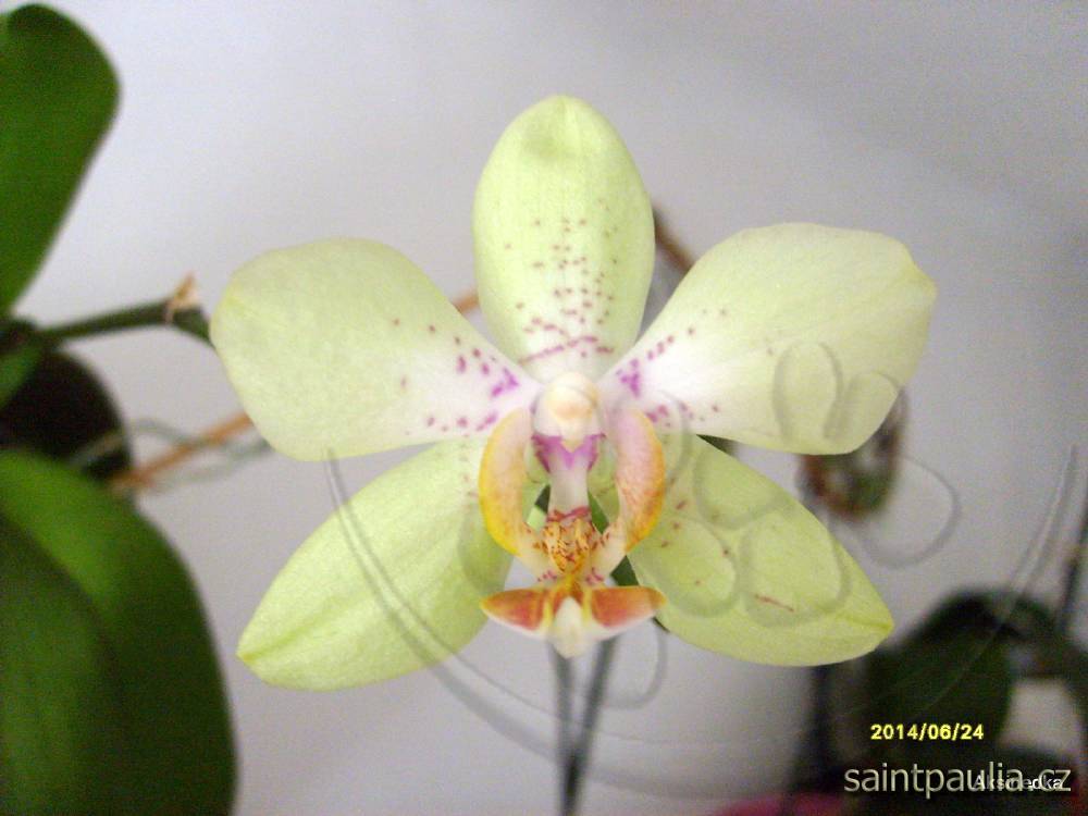 Phalaenopsis