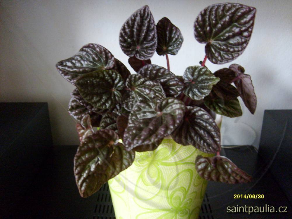Peperomia caperata