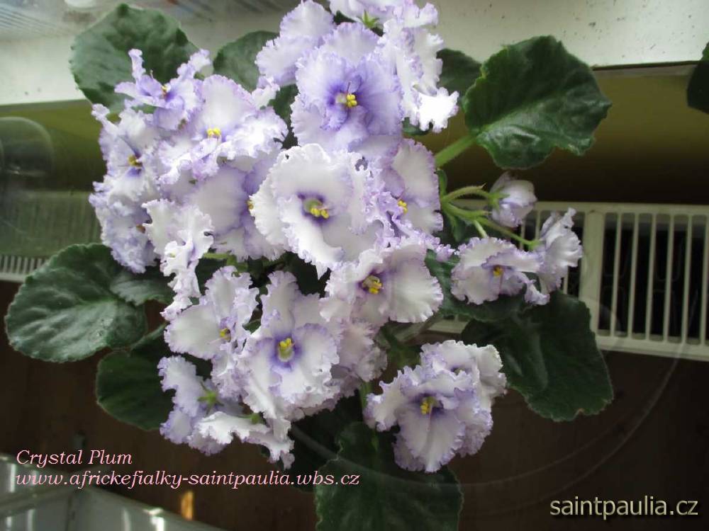 Crystal Plum