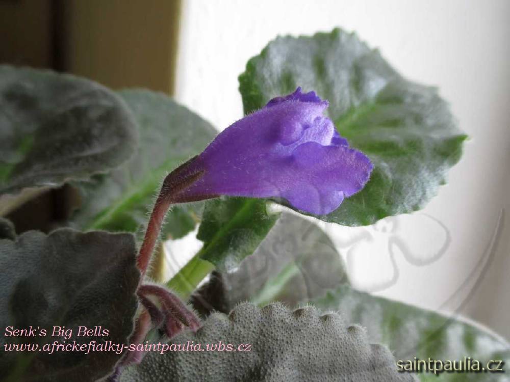 Senk's Big Bells