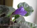 Senk's Big Bells