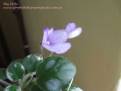 Sky Bells