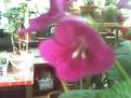 Kopie - PICT0080