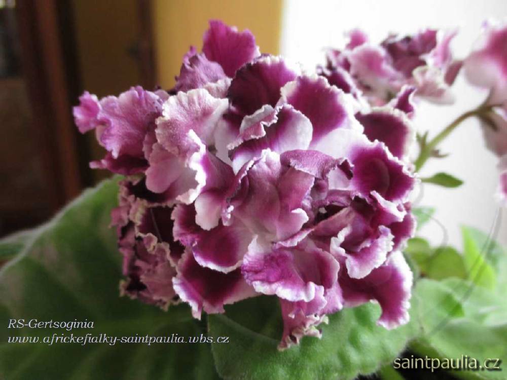 RS-Gertsoginia