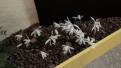 067