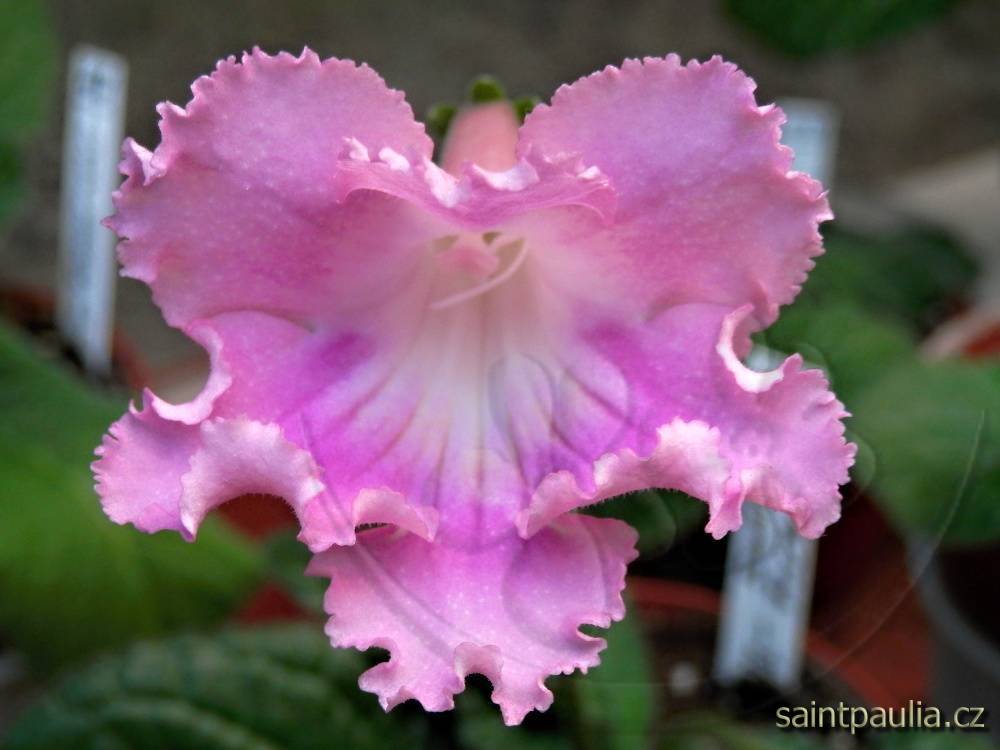 JL-Sweet Flower 1339