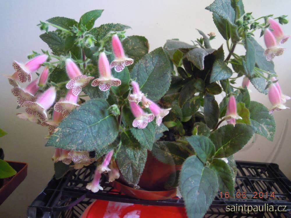 DSCN0441
