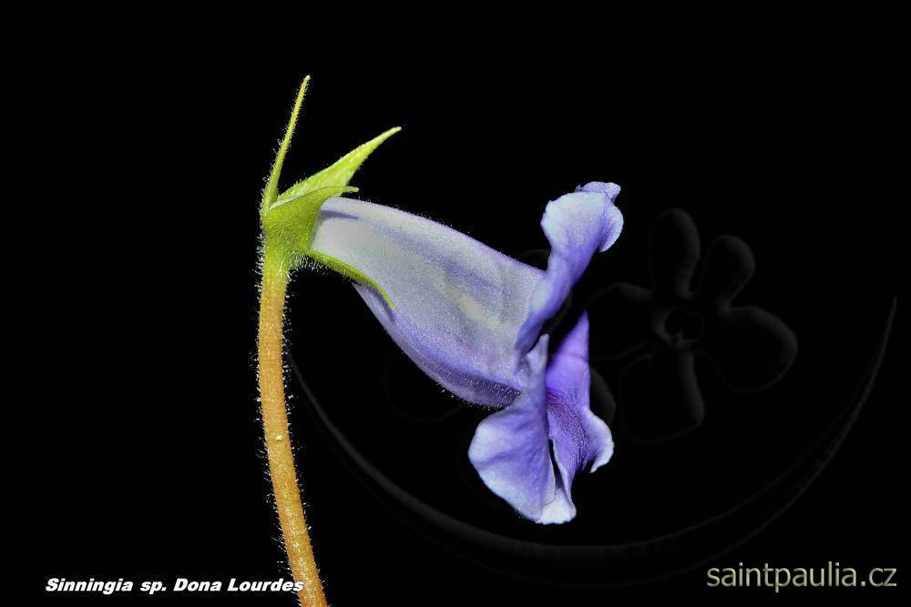 Sinningia speciosa Dona Lourdes