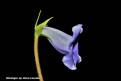 Sinningia speciosa Dona Lourdes
