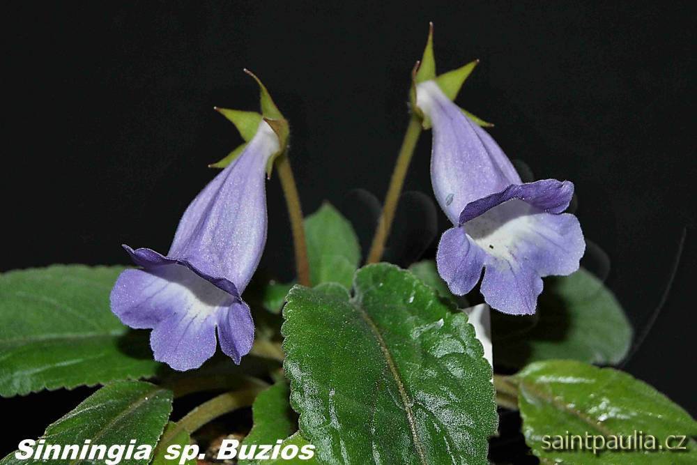 Sinningia speciosa Buzios