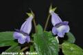 Sinningia speciosa Buzios