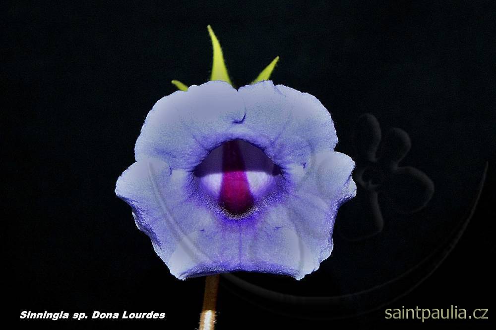 Sinningia speciosa Dona Lourdes