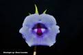 Sinningia speciosa Dona Lourdes