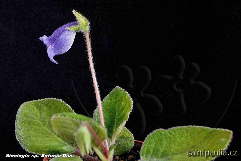 Sinningia speciosa Antonio Dias