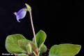 Sinningia speciosa Antonio Dias
