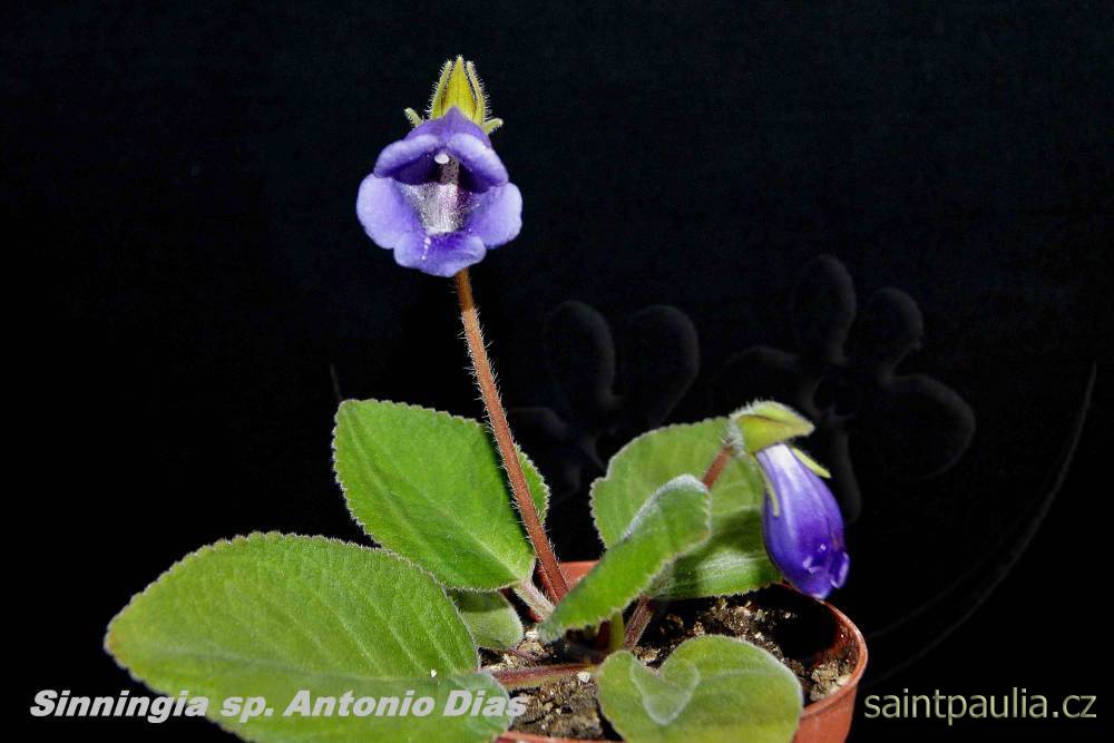 Sinningia speciosa Antonio Dias