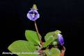 Sinningia speciosa Antonio Dias