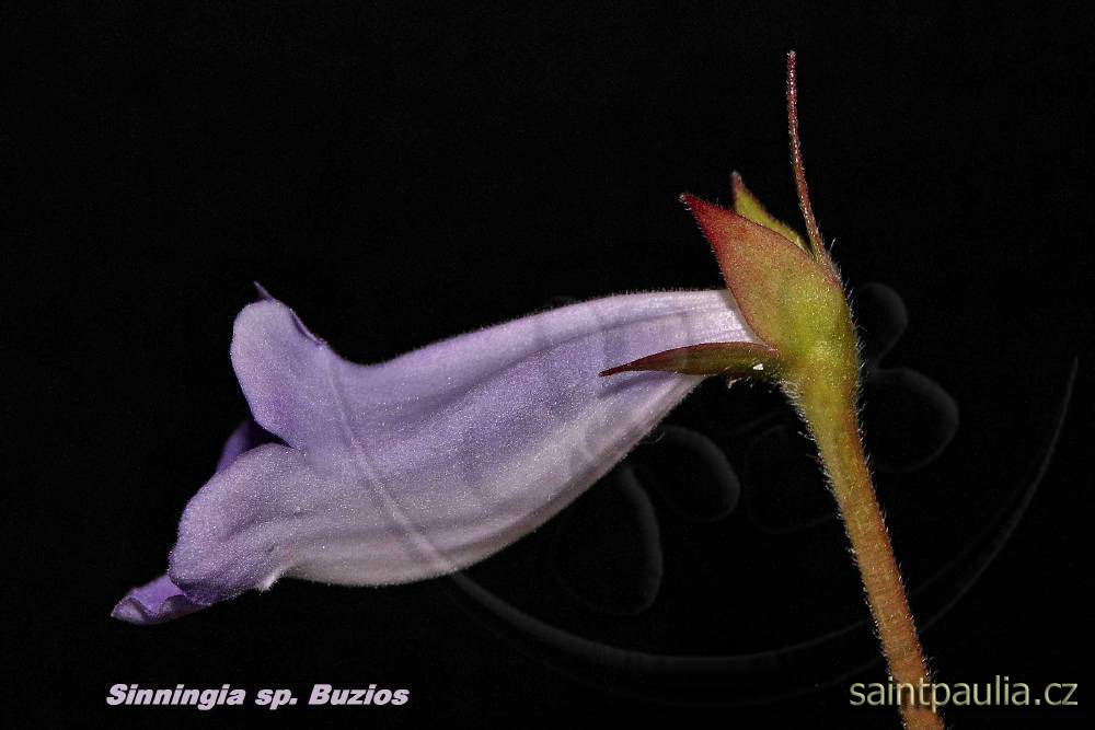Sinningia speciosa Buzios