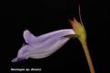 Sinningia speciosa Buzios