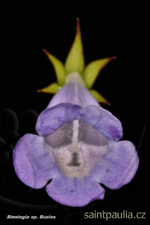 Sinningia speciosa Buzios