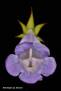 Sinningia speciosa Buzios