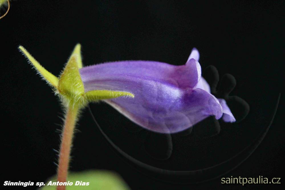 Sinningia speciosa Antonio Dias