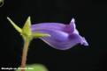 Sinningia speciosa Antonio Dias