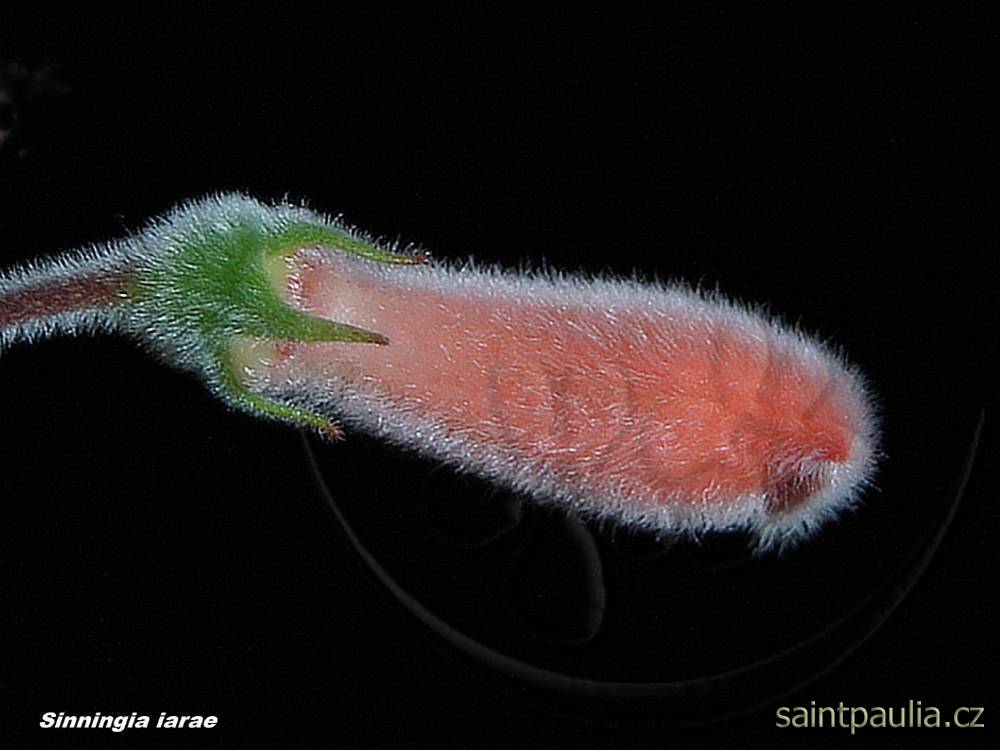 Sinningia iarae