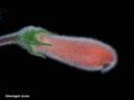 Sinningia iarae
