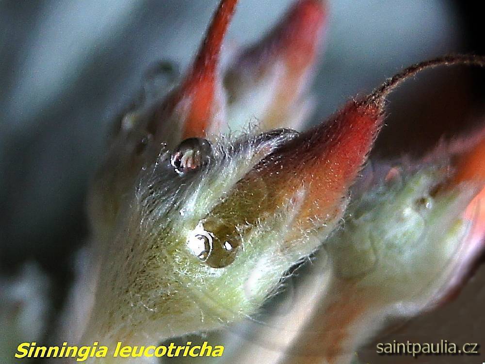 Sinningia leucotricha