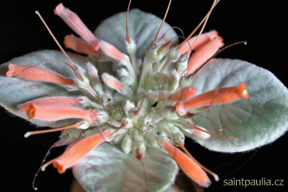 Sinningia leucotricha