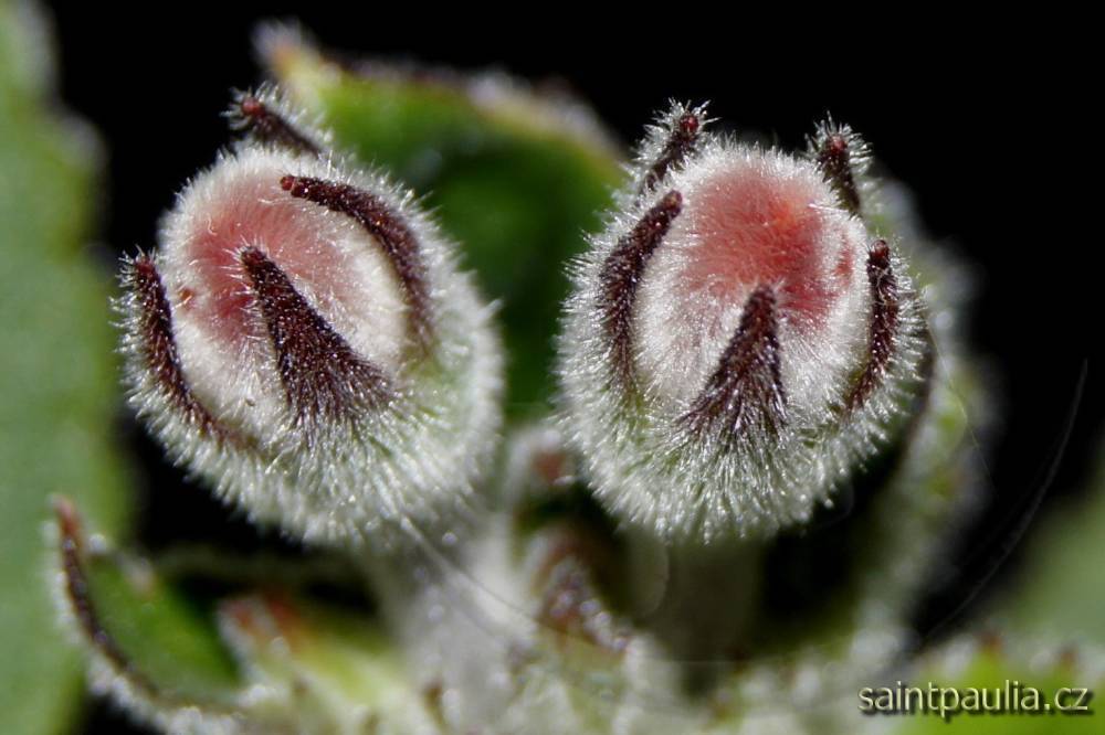Sinningia iarae