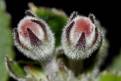 Sinningia iarae